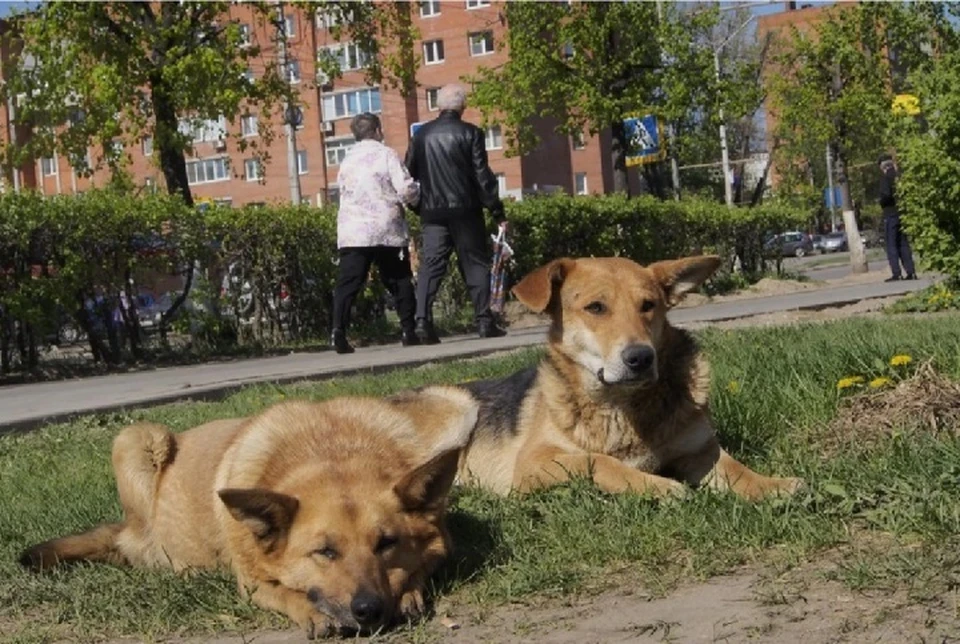 Ребенку в Минводах выплатят 70 тысяч рублей за нападение собак0