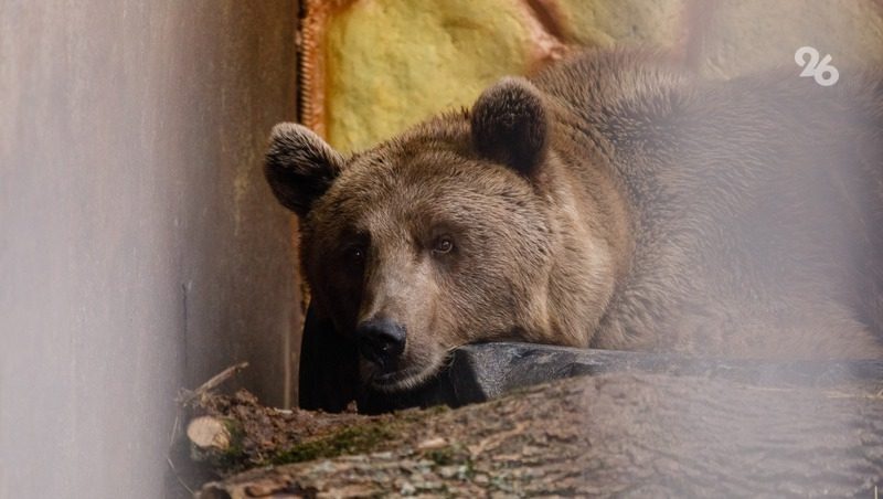 Спасённая в Северной Осетии четырёхлетняя медведица осталась без лапы