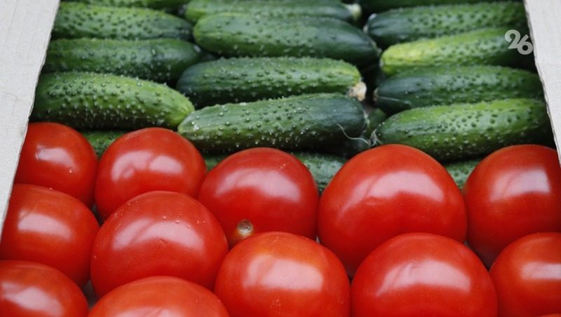 Ставропольские аграрии засеяли 1,3 тыс. га семенами овощных культур