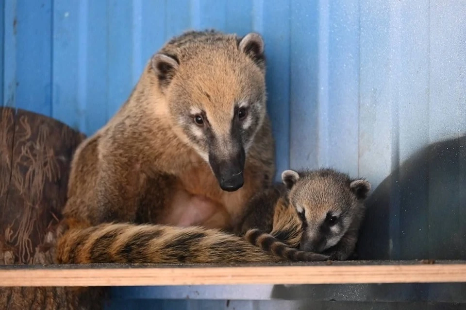 У пяти пар животных в Ставропольском зоопарке родились детеныши0