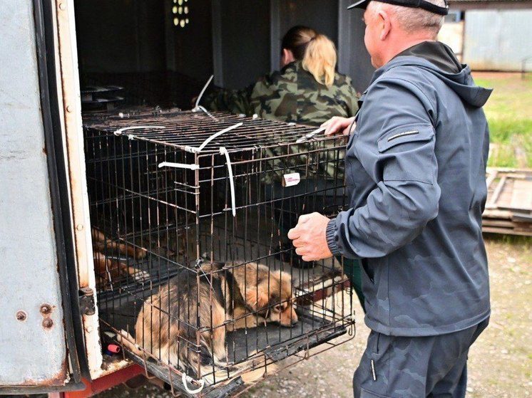 В Буденновске отлавливают безнадзорных собак