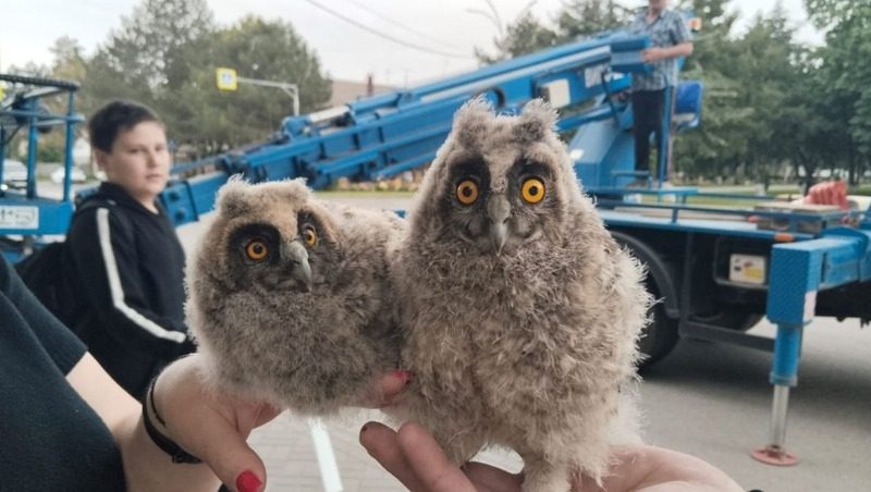 Жительница станицы Курской спасла совят, выпавших из гнезда