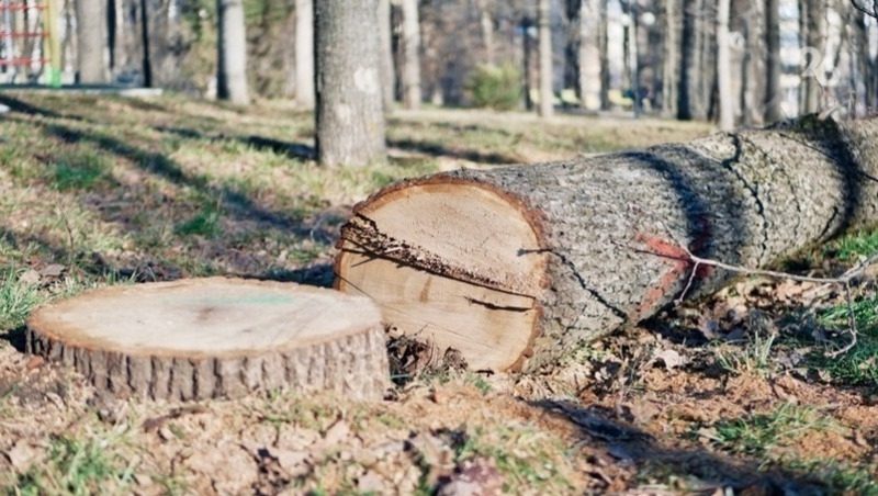 Бастрыкин проверит законность вырубки деревьев при возведении дома в Лермонтове