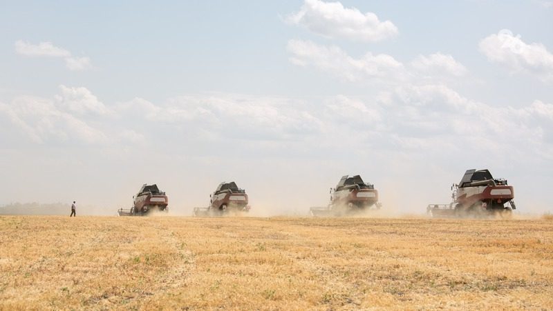 Более 90 тыс. тонн зерновых намолотили в Петровском округе