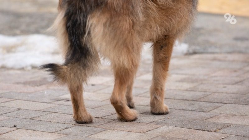 Девятилетней девочке выплатили компенсацию за укус собаки в Арзгирском округе