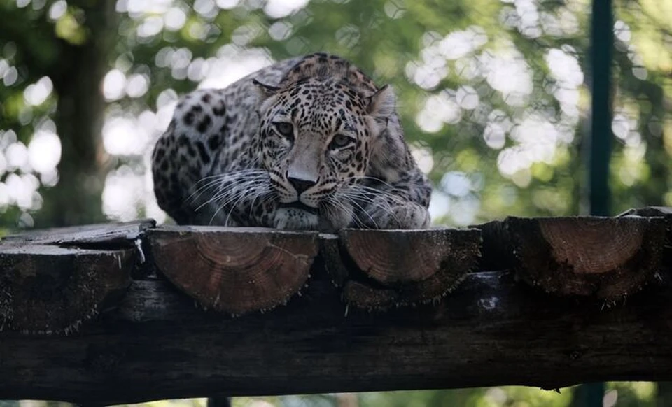 Двух переднеазиатских леопардов выпустят в природу в Северной Осетии0
