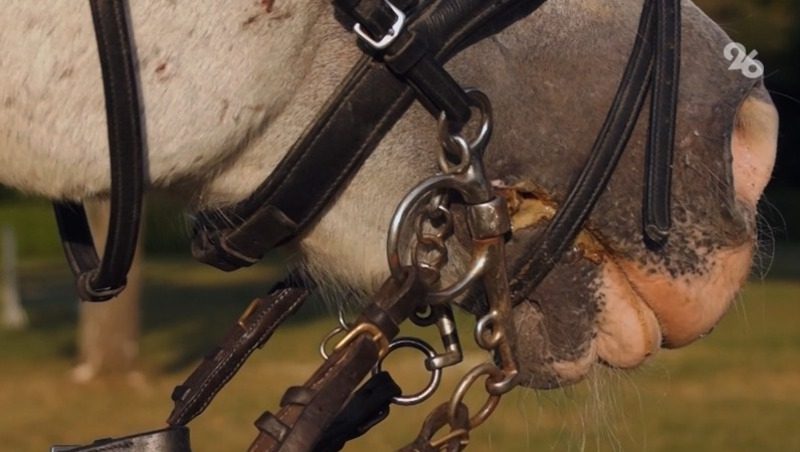 Джигитов на лошадях смогут увидеть гости Дня поля на Ставрополье