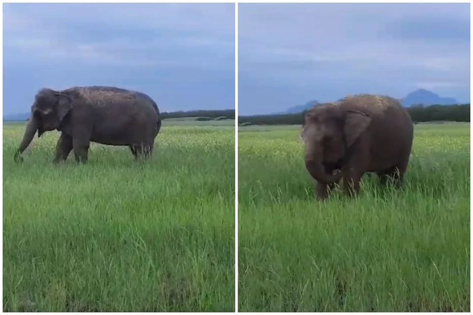 «Это мама с дочкой?»: Индийские слоны щиплют траву в окрестностях Минеральных Вод0