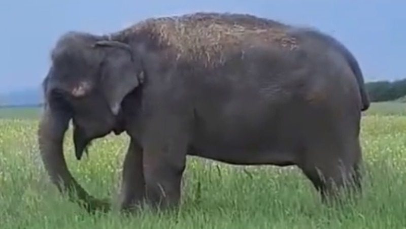 Индийских слонов заметили в окрестностях Минеральных Вод