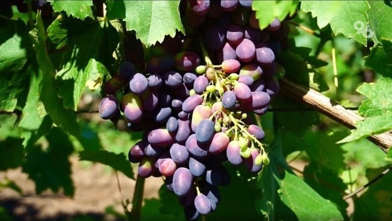 Известный винодел оценил инвестиционный потенциал Ставрополья
