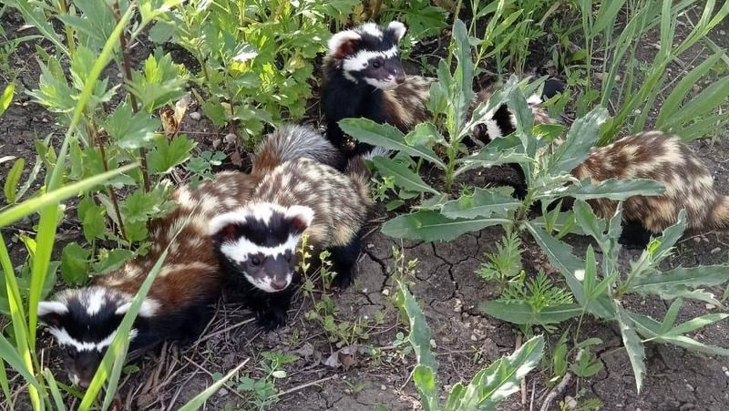 Краснокнижных животных заметили на своих подворьях жители Предгорного округа