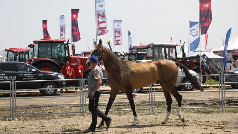 Лошадей карачаевской и арабской пород показали на Дне поля в Минводах