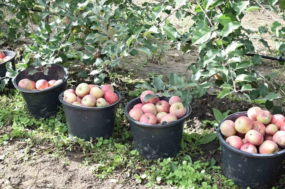 На Ставрополье дети будут выращивать фрукты в суперинтенсивных садах при школах0