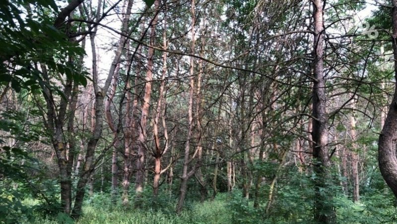 Около 100 га лесополос высадит на Ставрополье агрохолдинг
