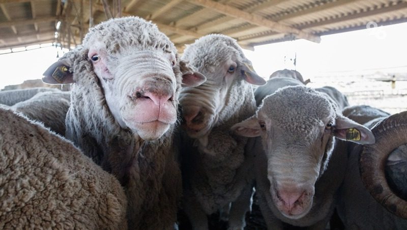 Около 2,2 тыс. тонн овечьей шерсти планируют получить на Ставрополье в 2024 году
