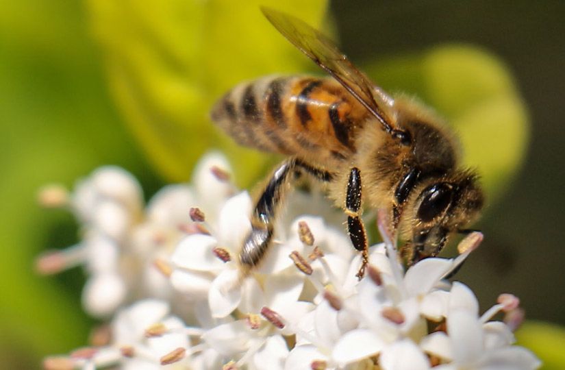 Почему майский мёд быстро кристаллизуется и как проверить его качество5