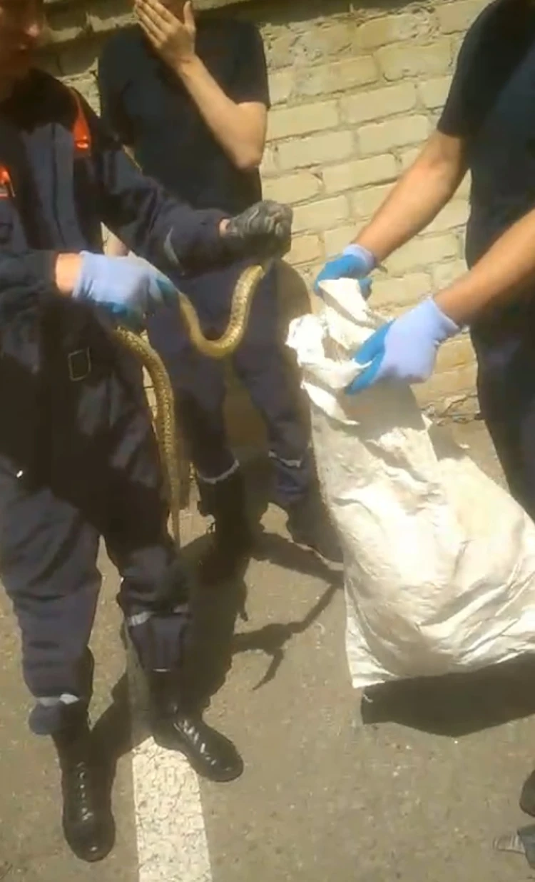 Полутораметровая змея два дня пряталась под капотом авто в Минводах2