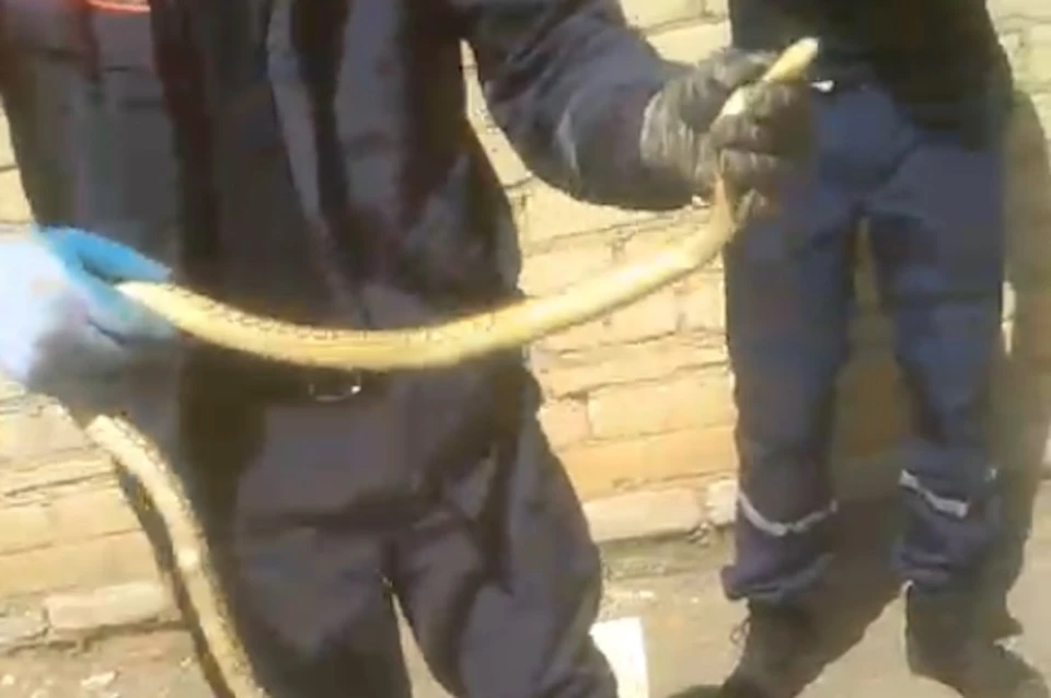 Полутораметровая змея два дня пряталась под капотом авто в Минводах0