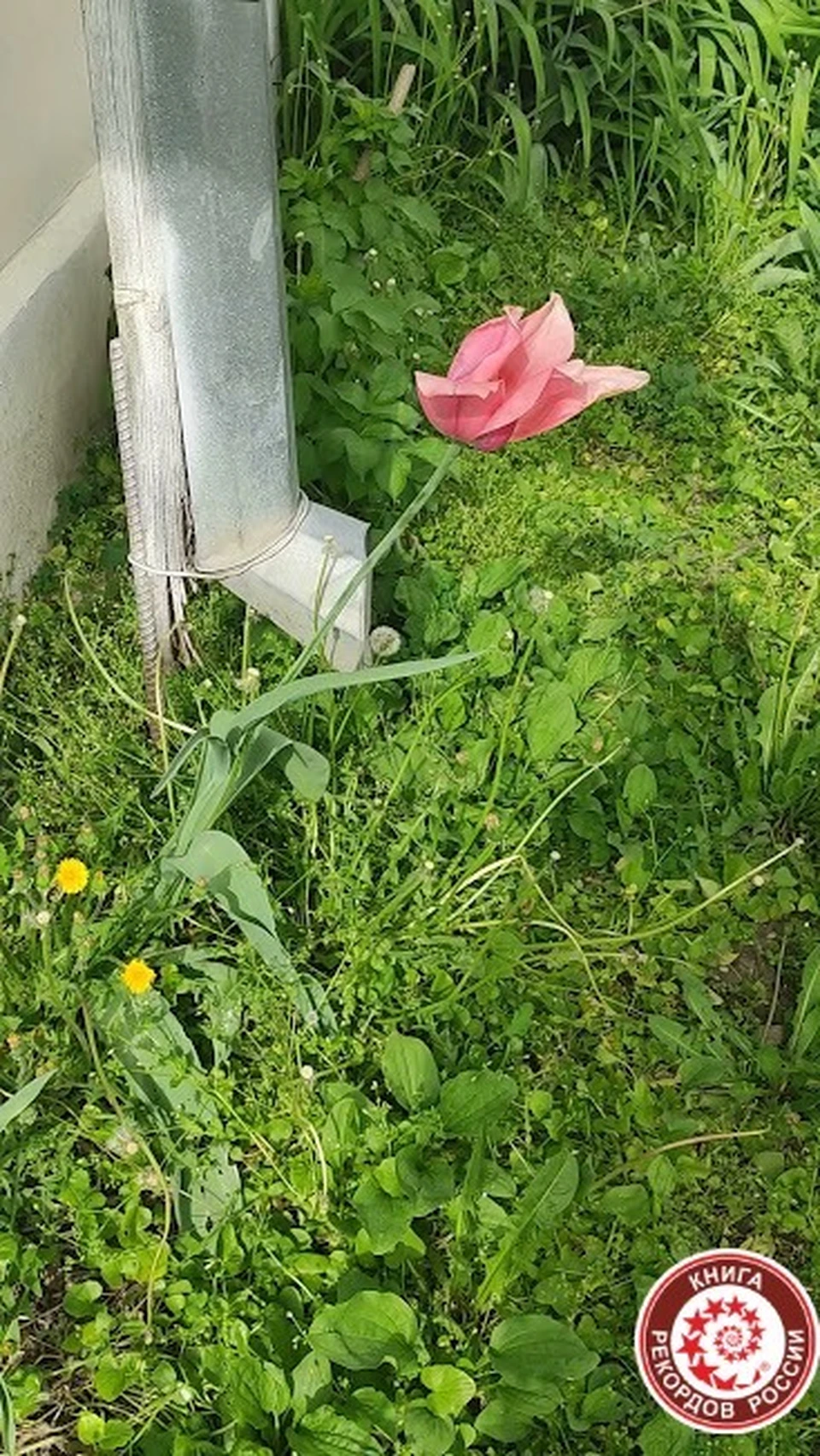 Самый высокий тюльпан в стране вырастили на Ставрополье0