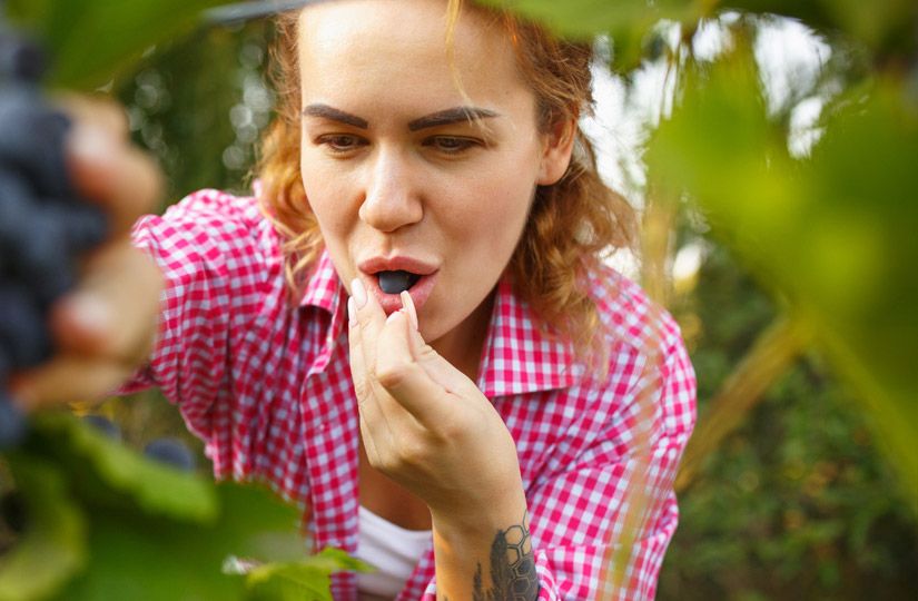 Семь полезных свойств жимолости — чемпиона среди ягод по содержанию антиоксидантов1