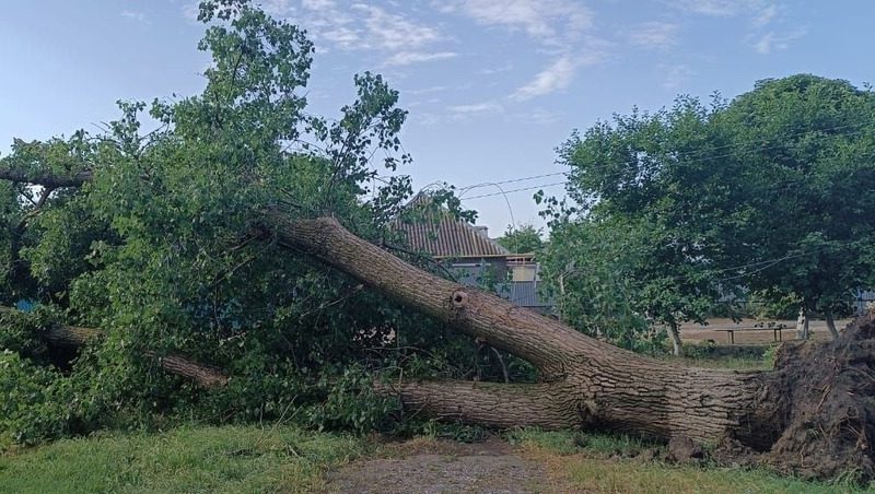Шторм повалил деревья и оставил часть Курского округа без света