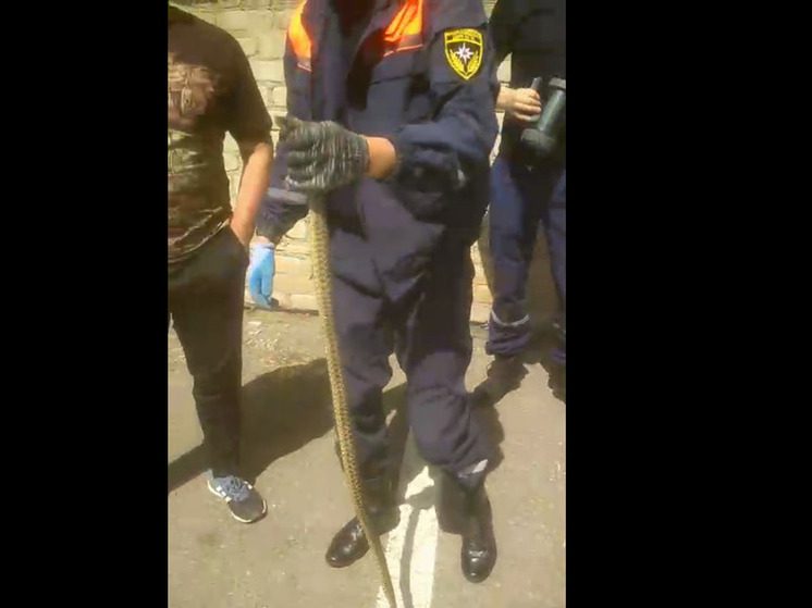 Спасатели вытащили змею из-под капота машины жителя Ставрополья