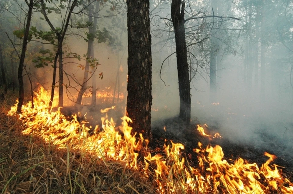 Ставропольца осудят за уничтожение 75 деревьев на 6,5 млн рублей0