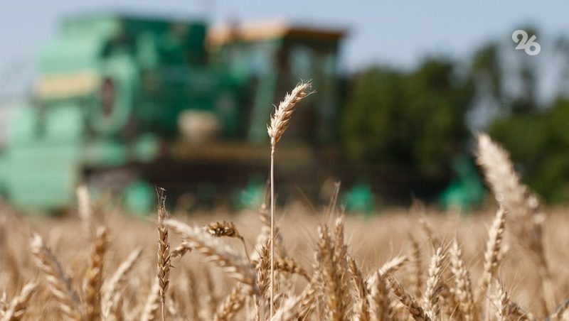 Уборку зерновых начали в трёх округах Ставрополья