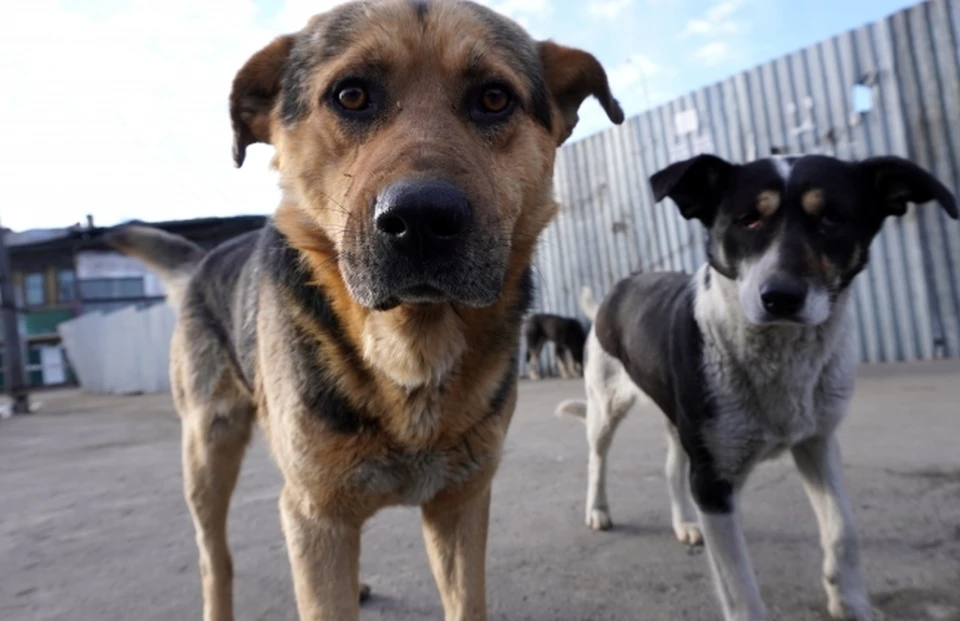 В Минводах на отлов собак потратят четыре млн рублей за полгода0