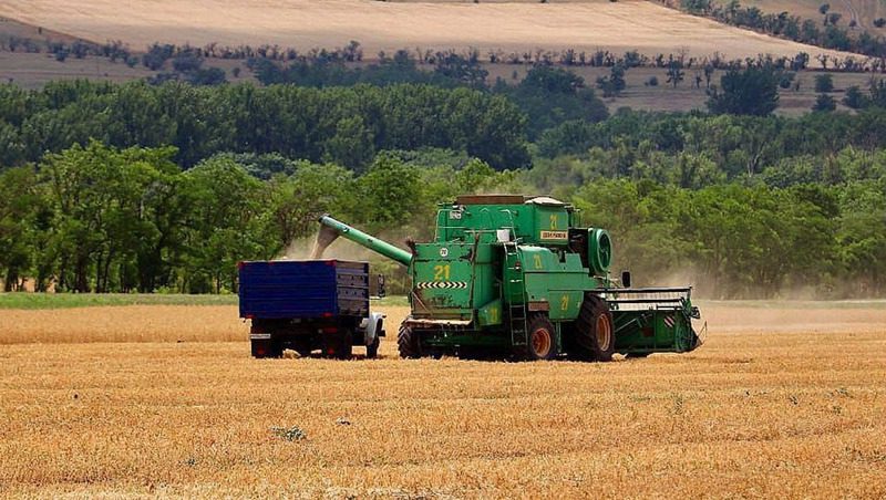 В Новоселицком округе убрали 11,3 тыс. га зерновых и бобовых