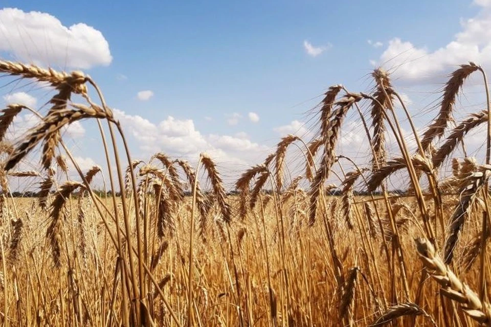 Восемь полей пшеницы сгорело в Георгиевском округе Ставрополья0
