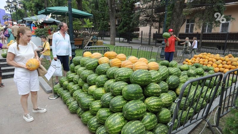 Арбузы и дыни на Ставрополье выращивают на площади 500 га