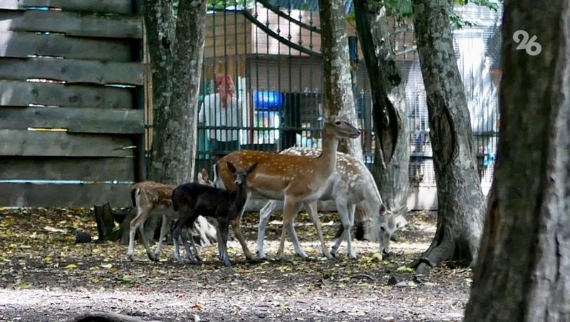 Четверо детёнышей появились на свет в ставропольском зоопарке