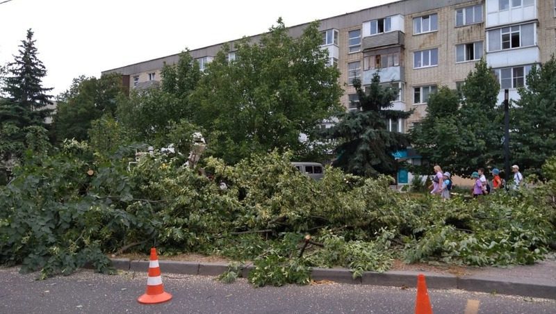 Экоактивист возмутился массовой вырубкой деревьев в Ставрополе