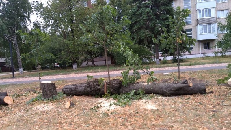 Экоактивист возмутился массовой вырубкой деревьев в Ставрополе