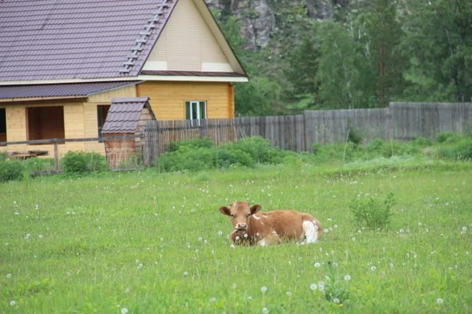 Нападавшую на людей корову нашли на Ставрополье0