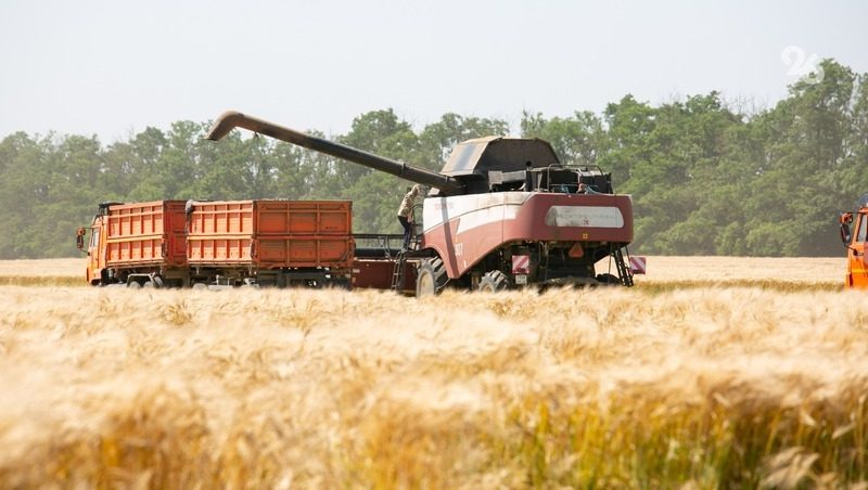 В Шпаковском округе намолотили 65 тыс. тонн зерновых и зернобобовых культур