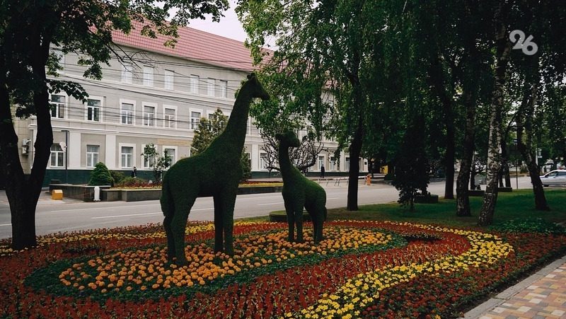 Жители Ставрополя могут поучаствовать в фестивале городских цветников