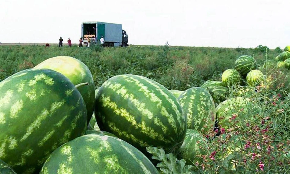 Больше двух с половиной тысяч тонн арбузов и дынь собрали на Ставрополье0