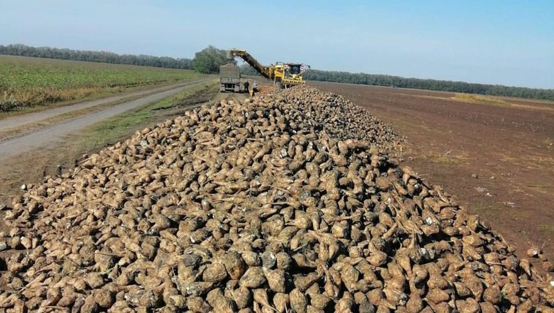 Первый урожай сахарной свёклы собрали на Ставрополье