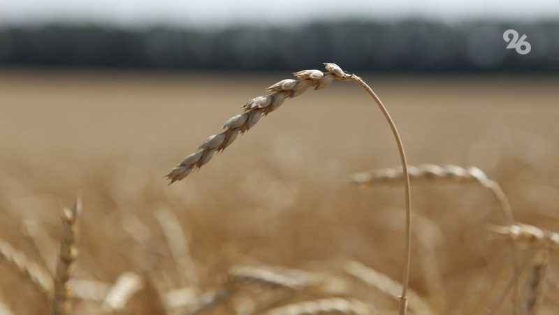 Ставропольский сельхозэксперт предложил альтернативу сжиганию стерни