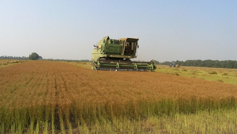 Урожай масличного льна убрали на полях Шпаковского округа