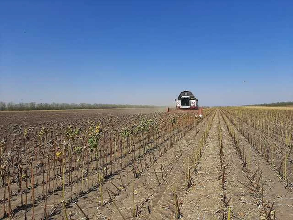 Аграрии Ставрополья собрали первые 4,7 тысячи тонн семян подсолнечника0