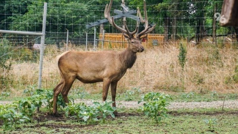 Бегающего по городу оленя заметили в Пятигорске