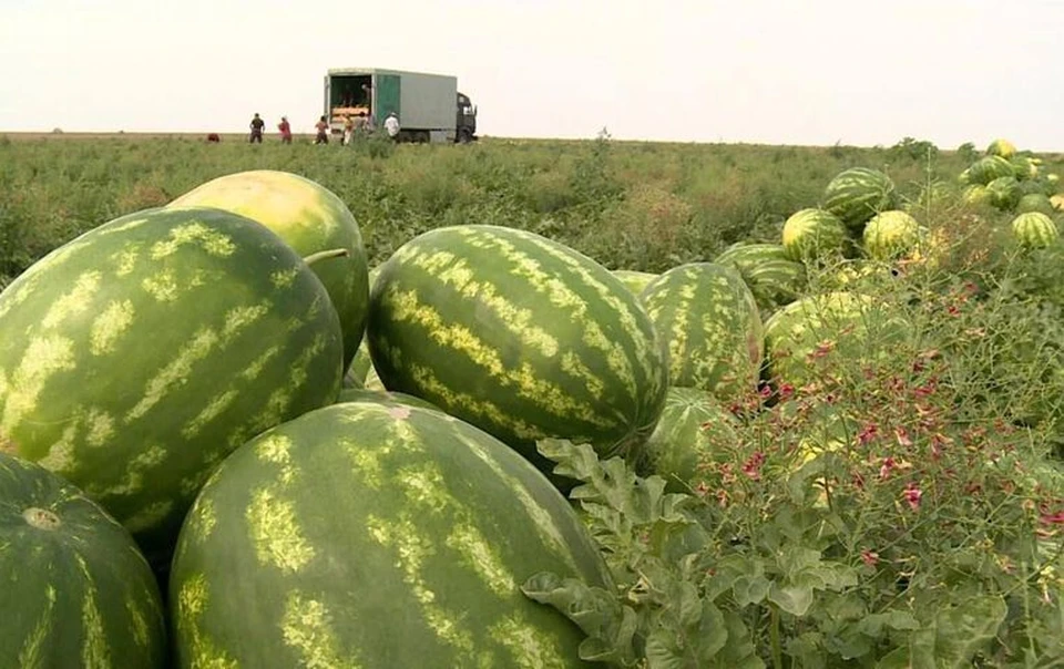 На Ставрополье собрали 3,6 тысячи тонн бахчевых культур с 376 гектаров0