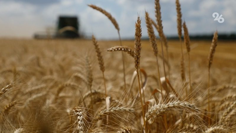 Председатель Думы Ставрополья предложил компенсировать аграриям закупку семян