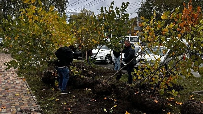 Более 200 деревьев посадили в Ставрополе