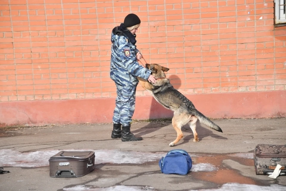 Больше 600 человек эвакуировали из школы на Ставрополье из-за угрозы минирования0