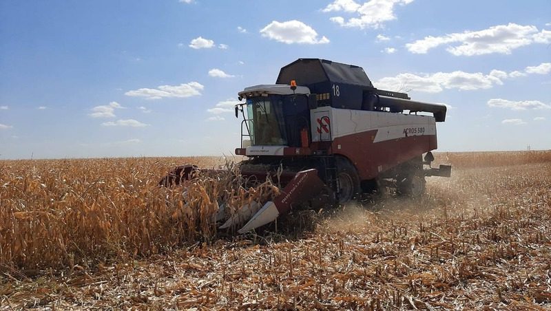 Больше половины посеянной кукурузы убрали в Шпаковском округе