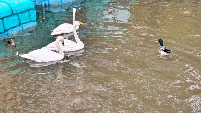 Лебеди из Центрального парка Ставрополя переехали на зимовку в зоопарк